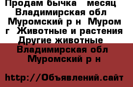 Продам бычка 1 месяц - Владимирская обл., Муромский р-н, Муром г. Животные и растения » Другие животные   . Владимирская обл.,Муромский р-н